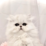 Kami Profile Photo - Breeder