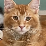 Pam Profile Photo - Breeder