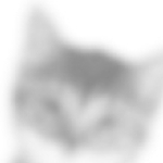 Ruslana Profile Photo - Cat Lover