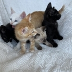 Matt Profile Photo - Cat Lover