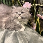Mona Profile Photo - Cat Lover