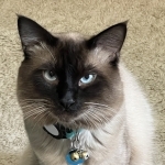 Teresa Profile Photo - Breeder
