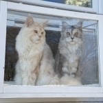 CoastalMaines Profile Photo - Cattery
