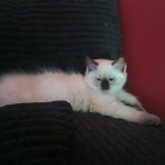 Jennifer Profile Photo - Cattery