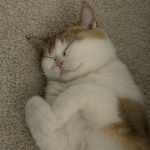 Kais Profile Photo - Cat Lover