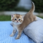 Dzianis Profile Photo - Breeder