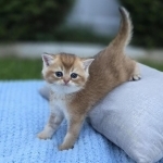 Dzianis Profile Photo - Breeder