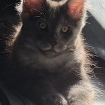 Stepheni Profile Photo - Cattery