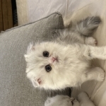Billy Profile Photo - Breeder