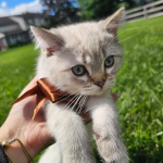 Giza Profile Photo - Cat Lover
