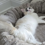 Zelda Profile Photo - Cattery