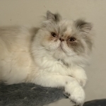 DarlingVelvetPaws Profile Photo - Cattery