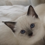 Pearl's Royal Paws Profile Photo - Breeder
