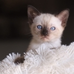 Shirley Profile Photo - Breeder