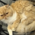 Jania Profile Photo - Cat Lover