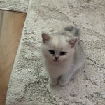Misha Profile Photo - Cat Lover