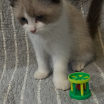 Daniel Profile Photo - Breeder