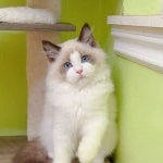 Tali Profile Photo - Breeder