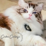 Brett Profile Photo - Breeder