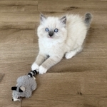 Hoosier Profile Photo - Cattery