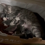 Liesl Profile Photo - Cat Lover