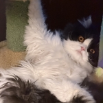 Misha Profile Photo - Breeder