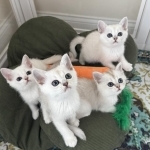 Christine Profile Photo - Cattery