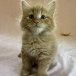 LeeAnn Profile Photo - Breeder