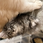 Tricia Profile Photo - Breeder