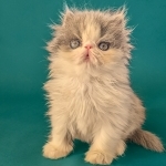 PurrZen Paws Cattery Profile Photo - Cattery