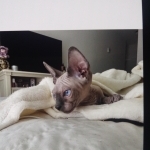 Patricia Profile Photo - Cattery