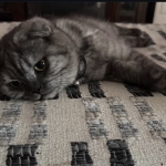 Brittania Profile Photo - Breeder