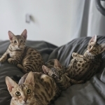 Rob Profile Photo - Cat Lover