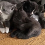 KOG Profile Photo - Cat Lover