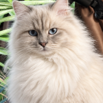 Victoria Profile Photo - Breeder