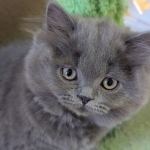 Regina Profile Photo - Breeder