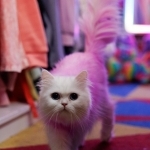 Kaleidoscope Kitten Profile Photo - Cat Lover