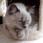 Mike Profile Photo - Cattery