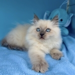 Sophie Profile Photo - Cattery