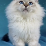 Sophie Profile Photo - Cattery
