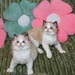 Kat K Profile Photo - Cattery