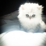 IHeart Persians Profile Photo - Cattery