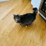 Melanie Profile Photo - Cat Lover