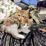 JOSEPH Profile Photo - Cat Lover