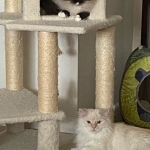 Kimberly Profile Photo - Cat Lover