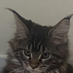 Dennis Profile Photo - Cattery