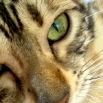 Island Moon Bengals Profile Photo - Breeder