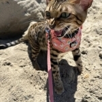 Yousra Profile Photo - Breeder