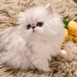 Cat In The Cradle Profile Photo - Breeder