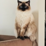 Fran Profile Photo - Cat Lover